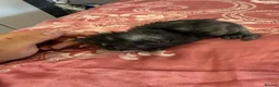 Maine Coon cats for sale: 3 gorgeous Maine coon kittens for sale - Advert 23
