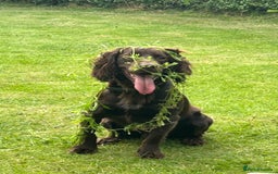 Cocker Spaniel dogs for stud: Stud for free Cocker Spaniel PLEASE READ AD - Image 2