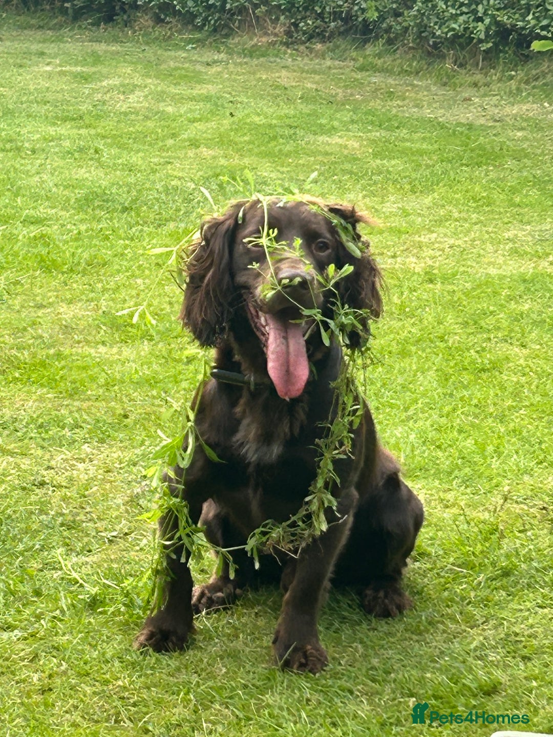 Cocker Spaniel dogs for stud: Stud for free Cocker Spaniel PLEASE READ AD - Image 2