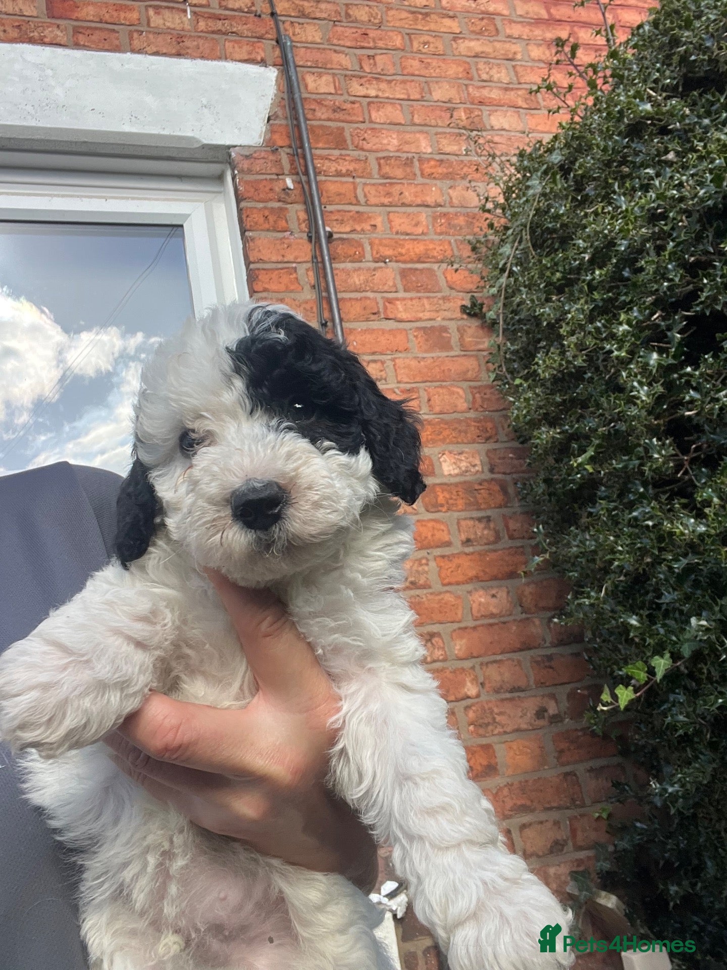 Bordoodle dogs F1b Bordoodle extensive genetic test clear  - Advert 2
