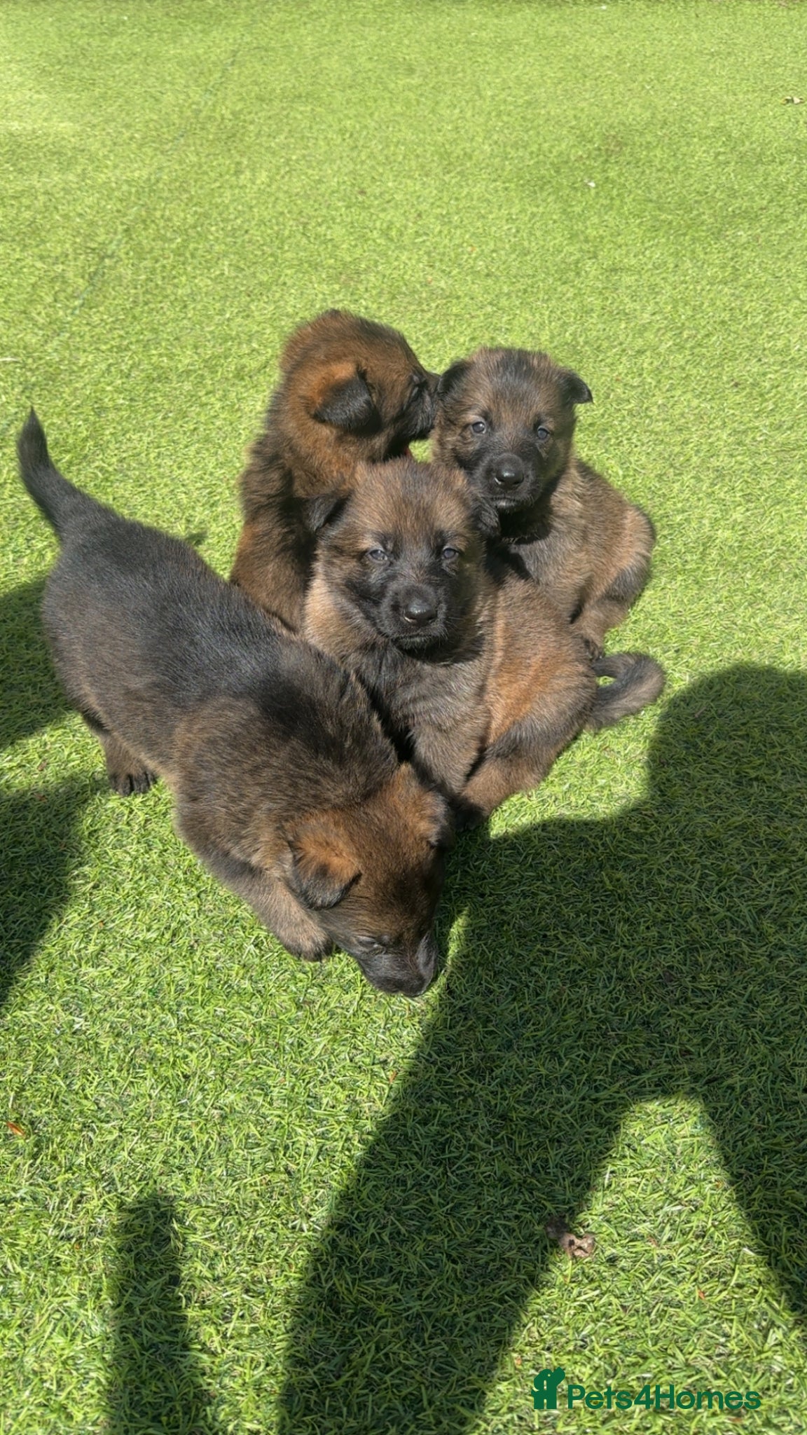 German Shepherd dogs stunning German shepherd pups kc reg Czech working - Advert 1