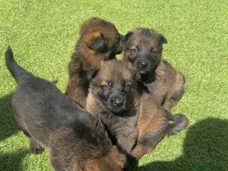 German Shepherd dogs stunning German shepherd pups kc reg Czech working - Advert 6