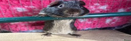 Guinea Pig rodents for sale: Guinea pigs mixed breeds - Advert 7
