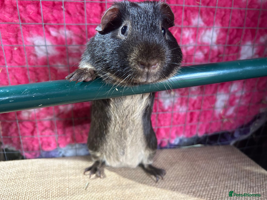 Guinea Pig rodents for sale: Guinea pigs mixed breeds - Advert 7