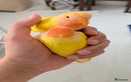 Lovebirds birds for sale: Super Tame, Hand Reared Baby Lovebirds - Image 2