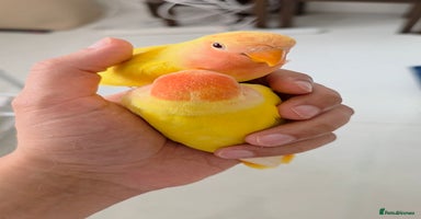 Lovebirds birds - Advert 7