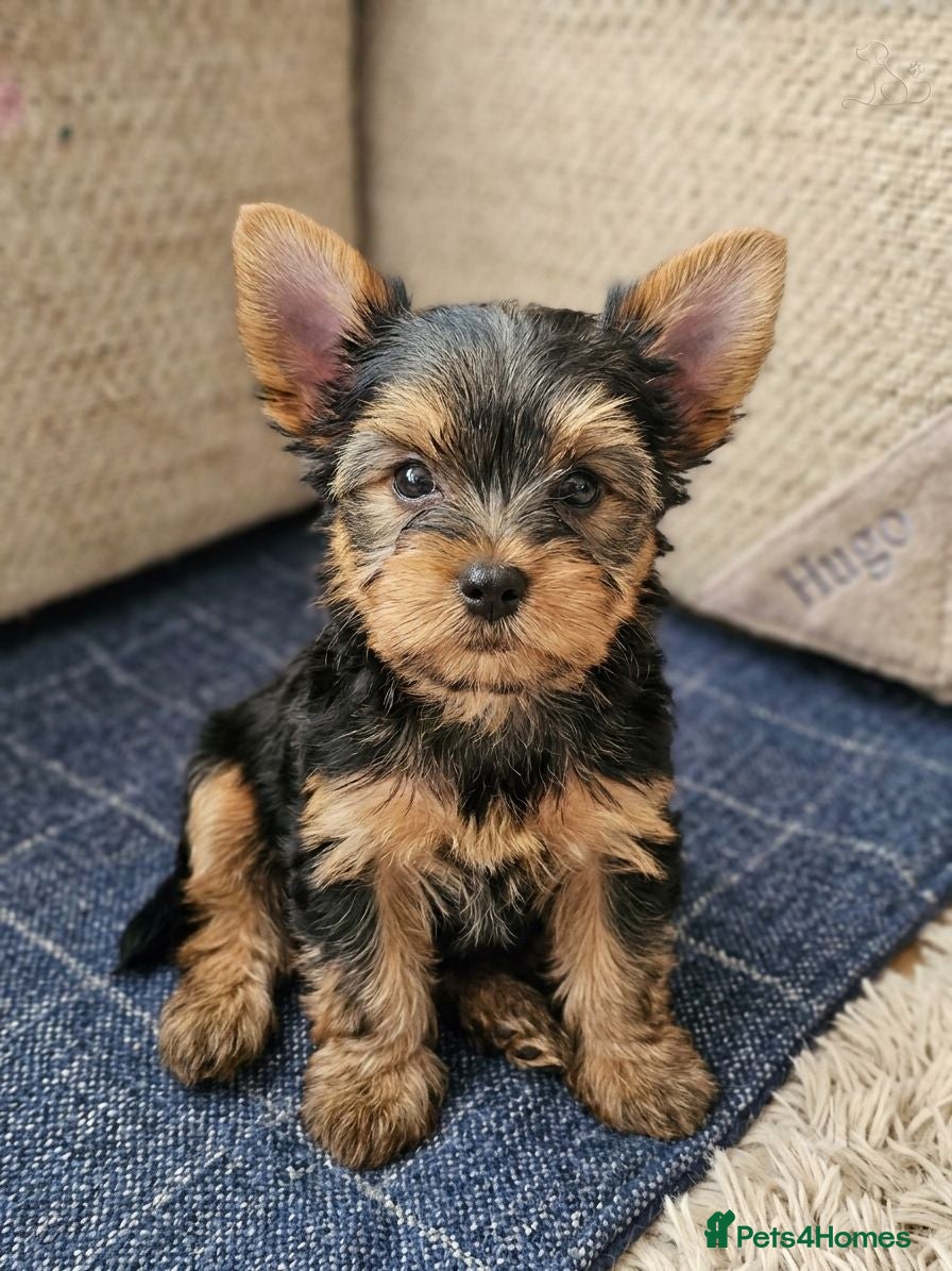 Yorkshire Terrier dogs  🐾 Beautiful Yorkshire Terrier Boys - Advert 14
