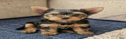 Yorkshire Terrier dogs for sale:  🐾 Beautiful Yorkshire Terrier Boys - Advert 1