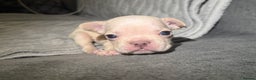 French Bulldog dogs for sale: French Bulldog Puppies–Looking for Forever Homes - Advert 3