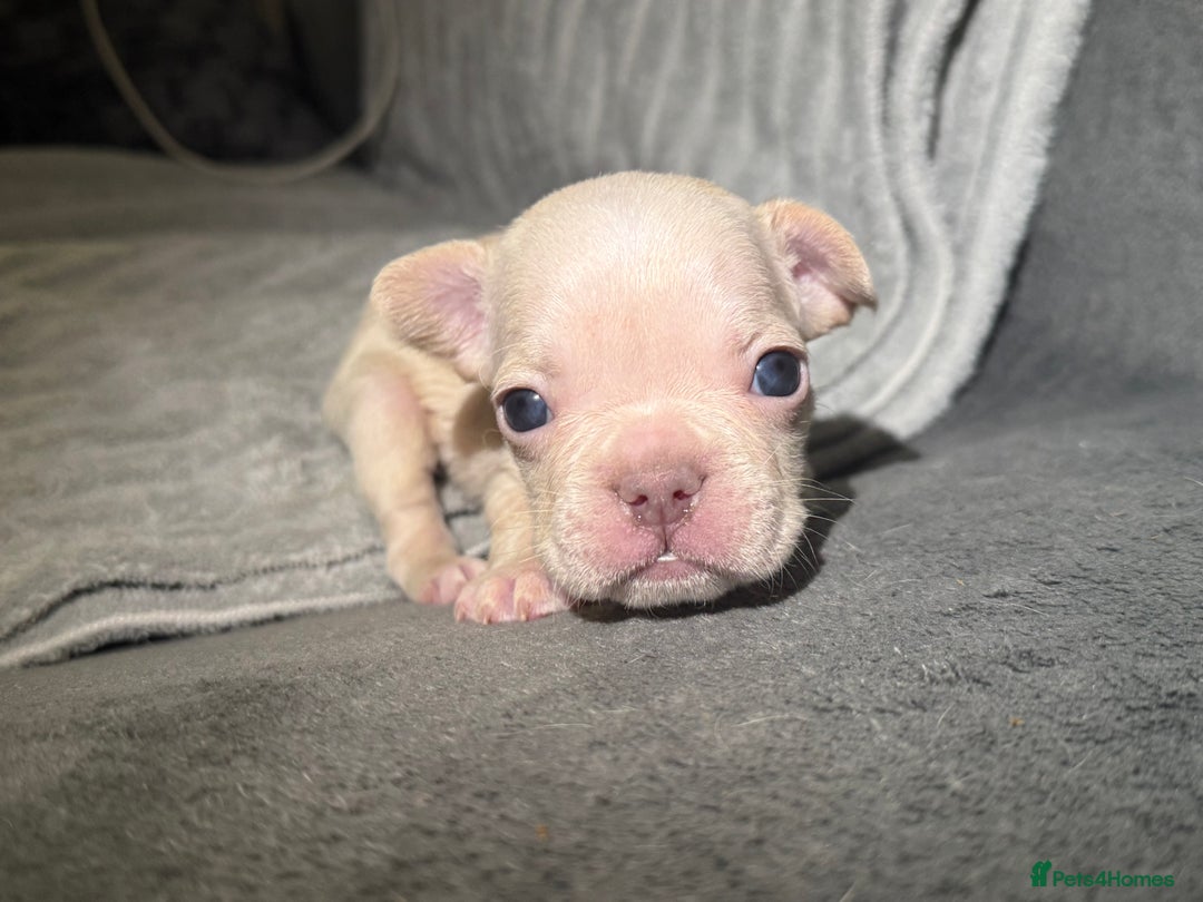French Bulldog dogs for sale: French Bulldog Puppies–Looking for Forever Homes - Advert 3