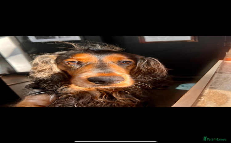 Cocker Spaniel dogs - Advert 7