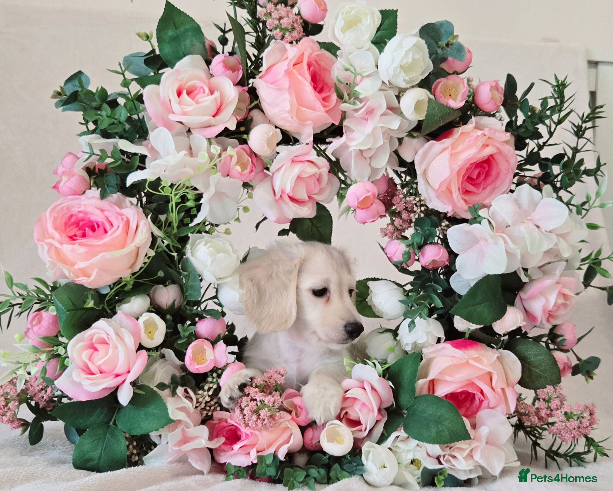 Miniature Dachshund dogs Rare Cream Longcoat Miniature Dachshund Puppies - Advert 2