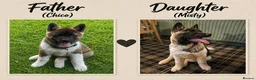 Akita dogs for stud: ***Chico’s finding LOVE… Proven Stud*** - Advert 8
