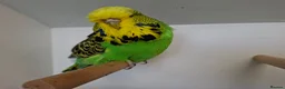 Budgerigars birds for sale: Exhibition budgies for sale  in Sudbury - Advert 14