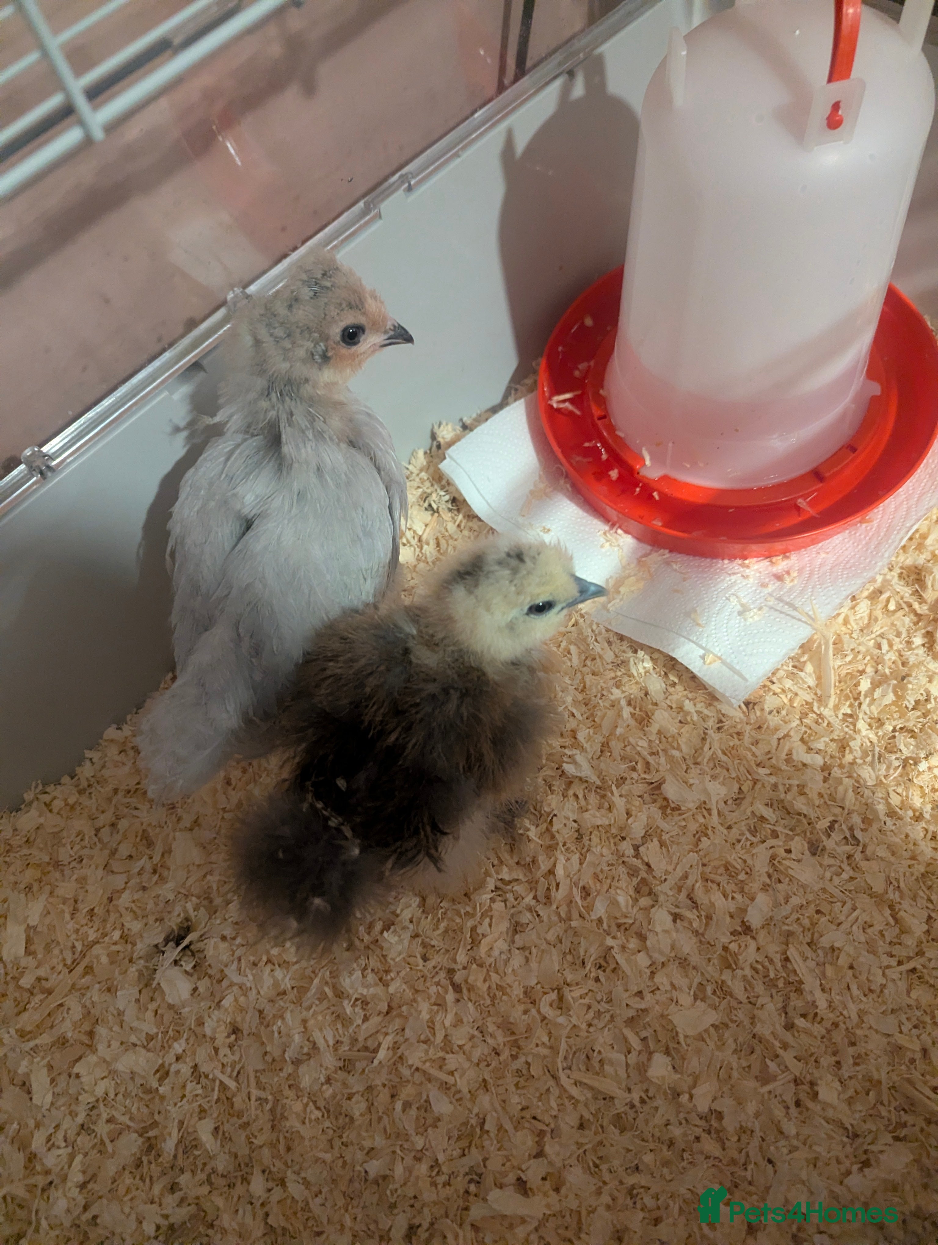 Chickens poultry X2 bantams for sale £20 each - Advert 1