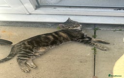 Maine Coon cats for sale: Tabby Cat for sale  - Image 4