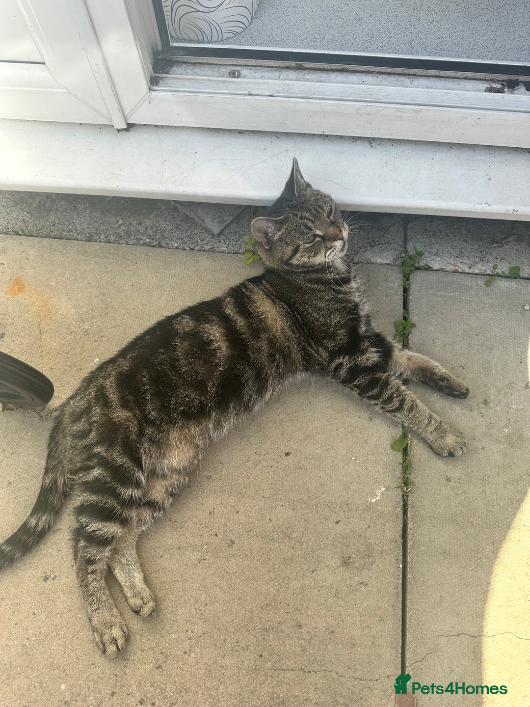 Maine Coon cats for sale: Tabby Cat for sale  - Image 4