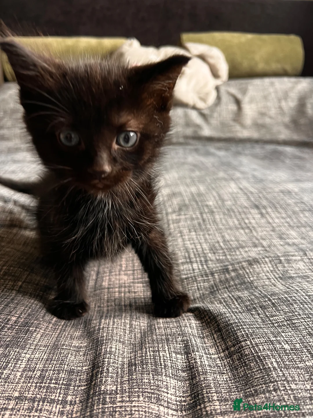 Mixed Breed cats for sale: Beautiful Mixed Breed Ragdoll Kittens! in Cambridge - Advert 1