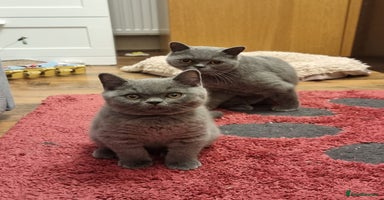 British Shorthair cats - Advert 4