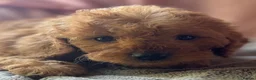 Mini Goldendoodle dogs for sale: ❤️ Beautiful Red & Gold Mini Goldendoodle Puppies  - Advert 6