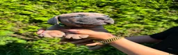 Cane Corso dogs for sale: Cane Corso puppies - Advert 19