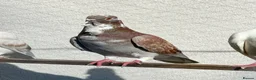 Pigeons birds for sale: Figuritas pigeoni  - Advert 4