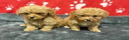 Maltipoo dogs for sale: ❤️Maltipoo F1 Babies💙 - Advert 14