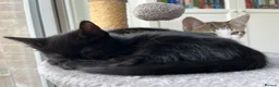 Mixed Breed cats for sale: Adorable and playful mixed-breed kittens for sale - Advert 3