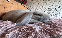 French Lop rabbits for sale: Purebred French Lops for sale  - Image 12