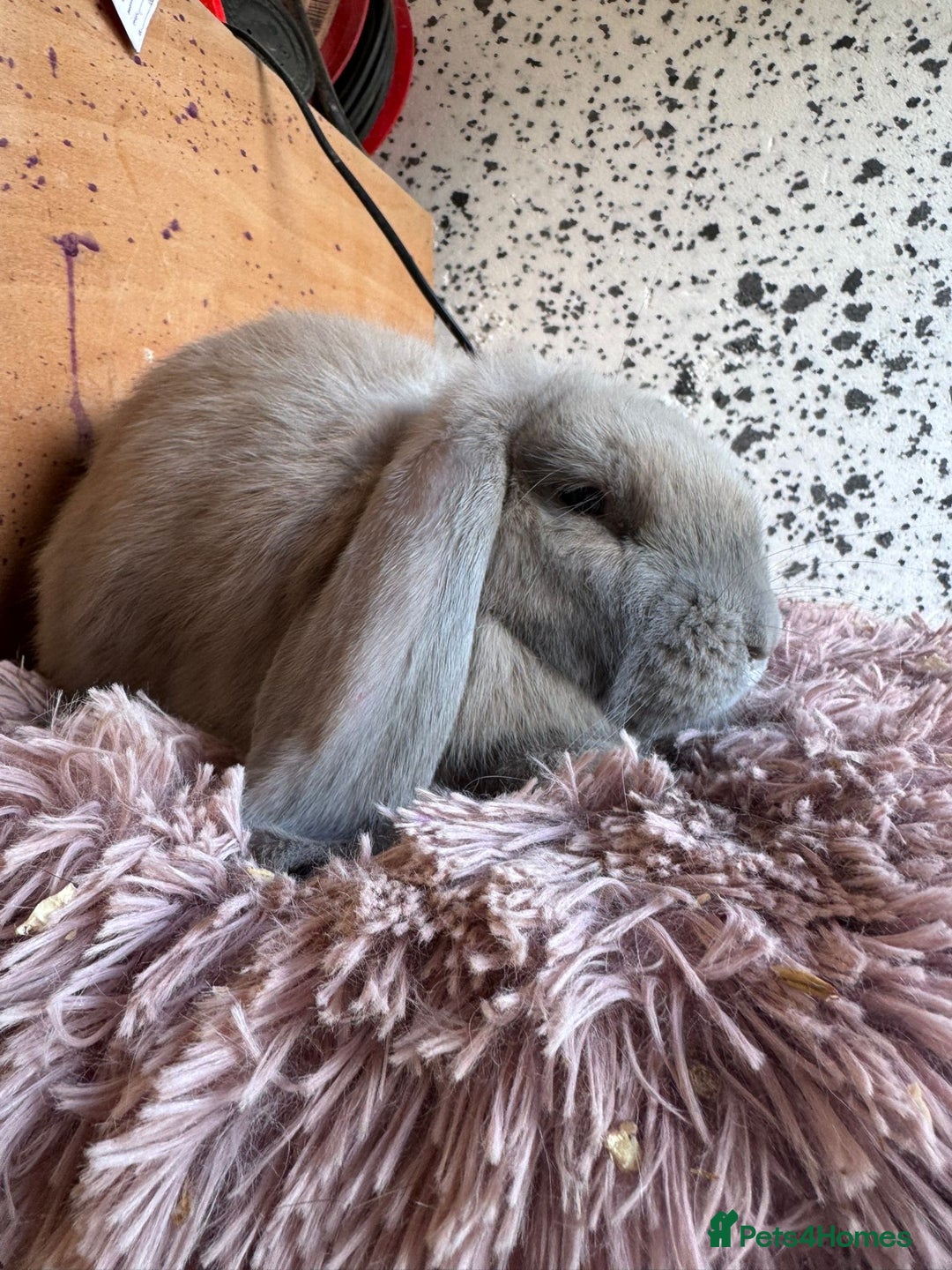 French Lop rabbits for sale: Purebred French Lops for sale  - Image 12