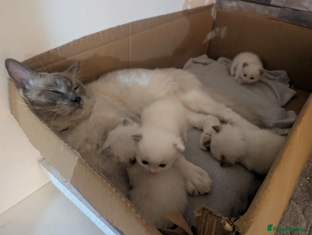 Ragdoll cats for sale: Ragdoll kittens  - Advert 2