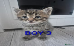 Mixed Breed cats for sale: kittens - Image 8