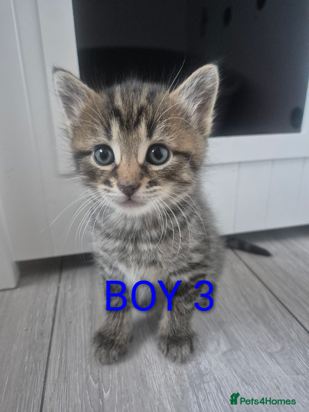 Mixed Breed cats for sale: kittens - Image 8
