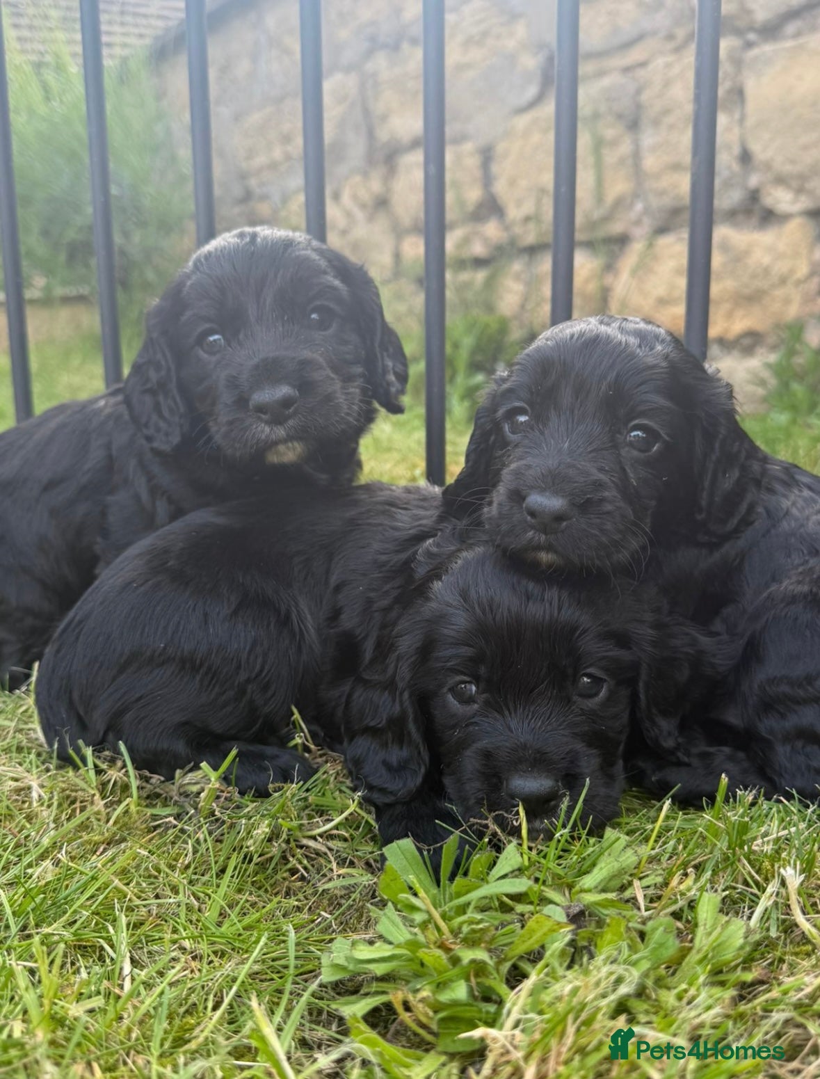 Cocker Spaniel dogs KC Cocker Spaniels  - Advert 8
