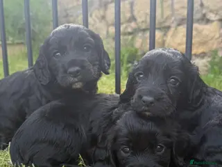 Cocker Spaniel dogs KC Cocker Spaniels - Advert 8