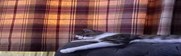 Mixed Breed cats for sale: *£0* 2 cats. Brother and sister  - Advert 13