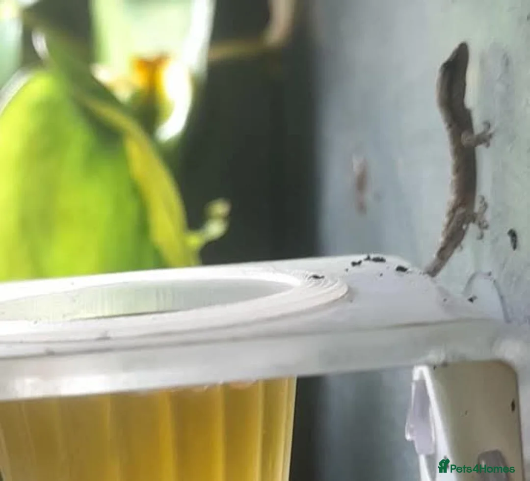 Gecko reptiles for sale: Mourning geckos. - Advert 40