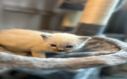 Ragdoll cats for sale: Beautiful pedigree blue point seal point Ragdolls - Image 1