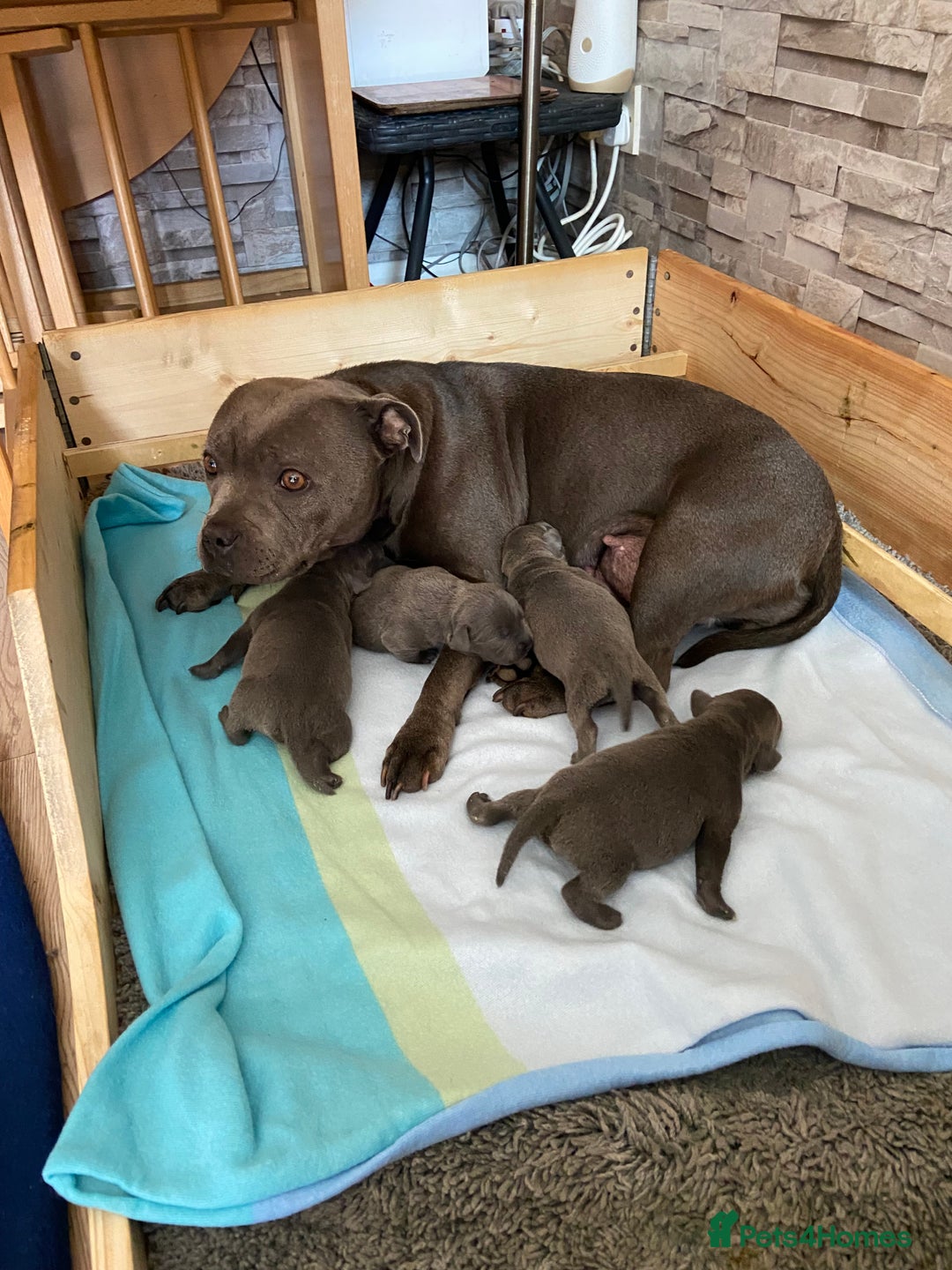 Staffordshire Bull Terrier dogs for sale: solid blues - Image 10