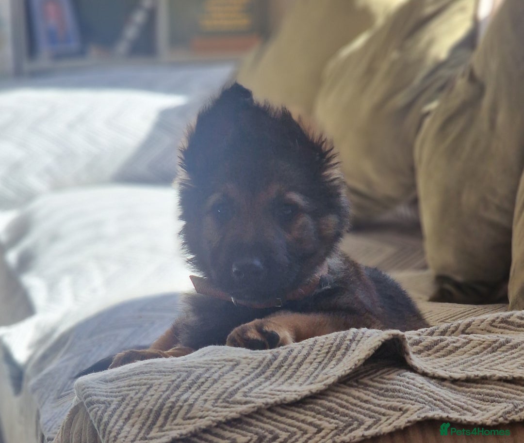 German Shepherd dogs for sale: Mack  - Advert 9