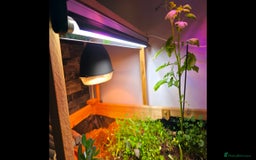 Tortoise reptiles for sale: Sulcata tortoise and set up - Image 8
