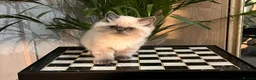 Persian cats for sale: Soo affectionate "Hand reared",persian kitten (M)  - Advert 3