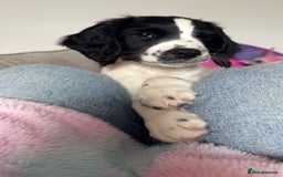 English Springer Spaniel dogs for sale: 5 month old female English springer spaniel  - Image 10