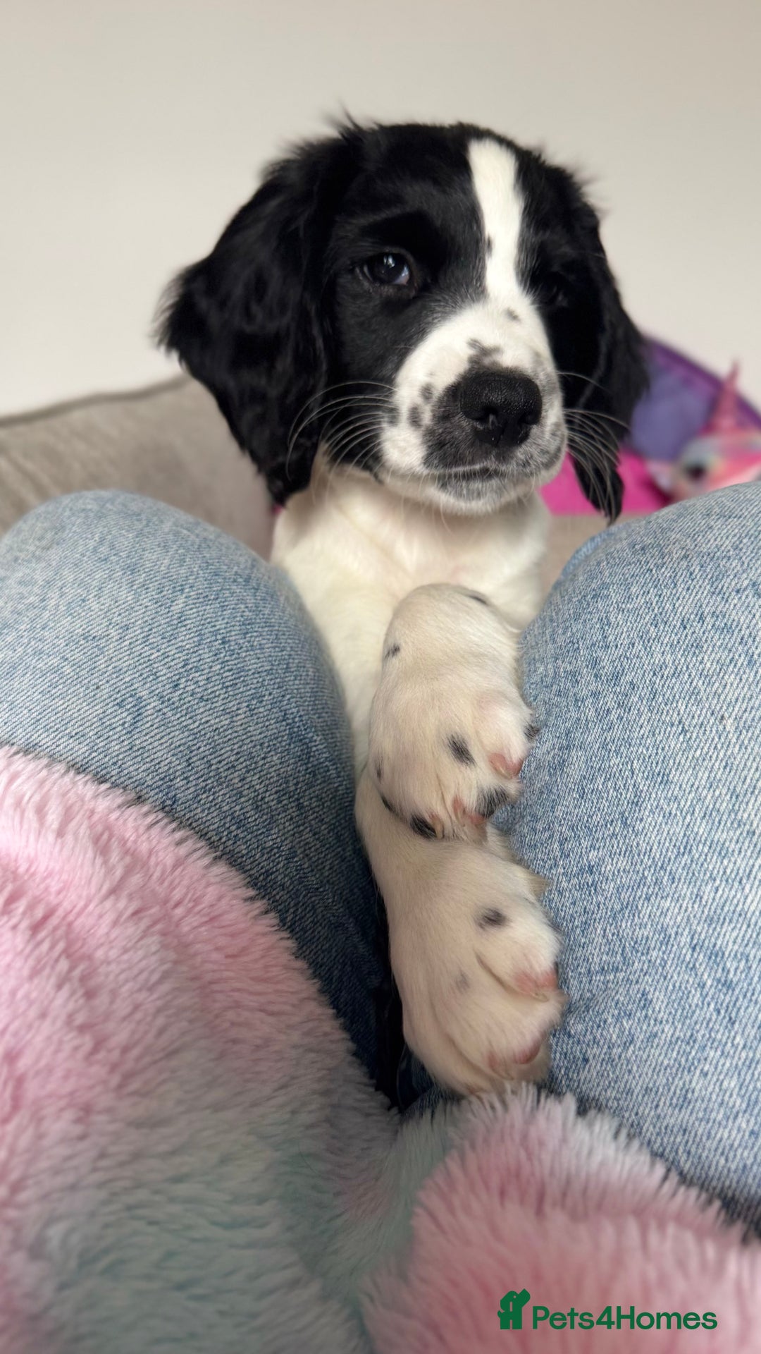 English Springer Spaniel dogs for sale: 5 month old female English springer spaniel  - Image 10