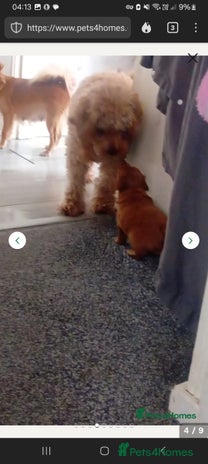 Pomapoo dogs - Advert 2