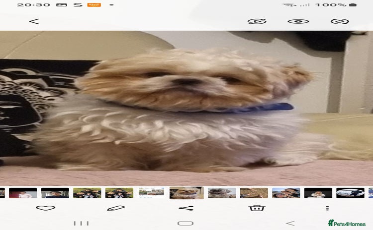 Shih Tzu dogs - Advert 1