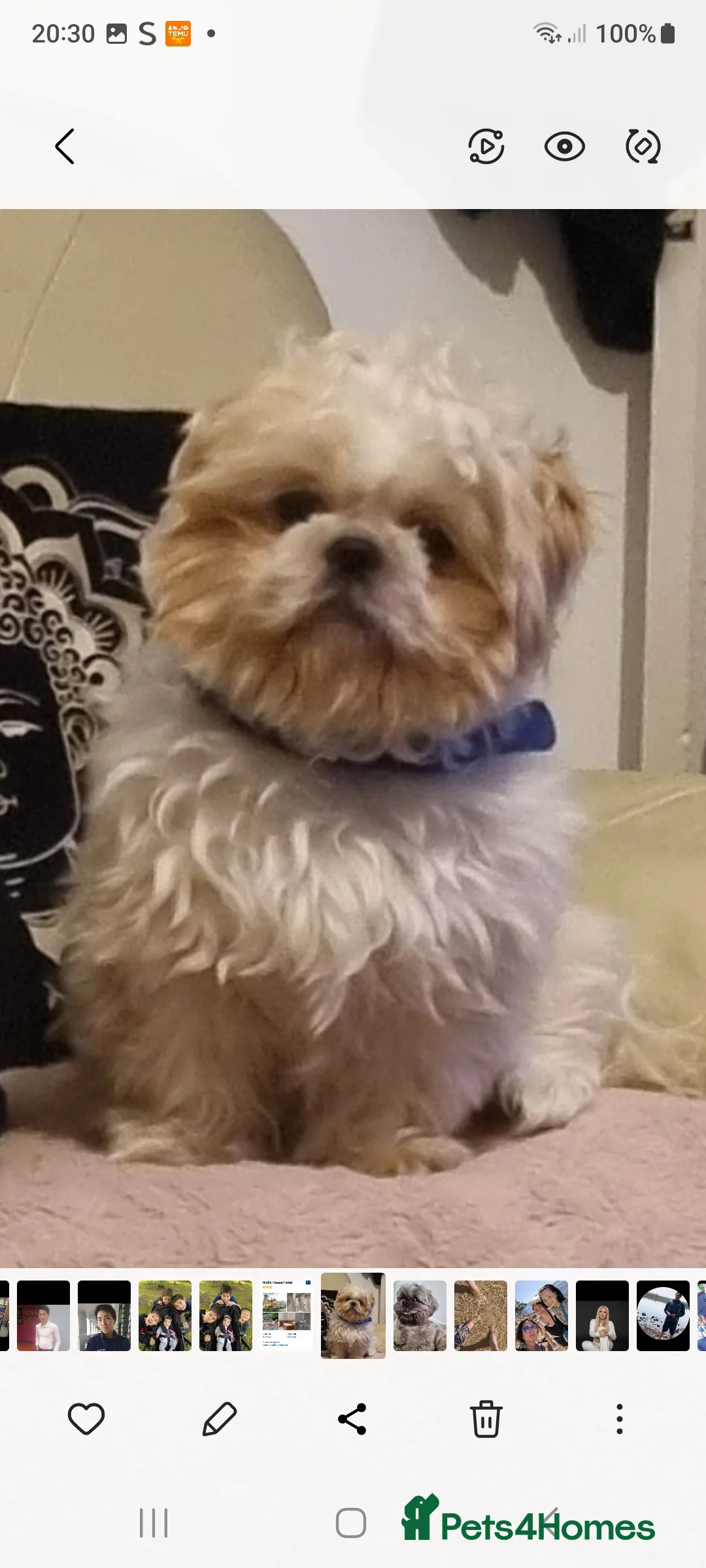 Shih Tzu dogs for stud: Male shih tzu for Stud - Advert 1