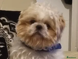 Shih Tzu dogs Male shih tzu for Stud - Advert 2