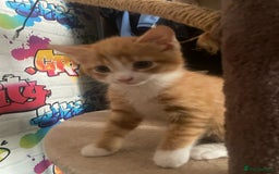 British Shorthair cats for sale: Caramel, Pumpkin, Susan - Image 2
