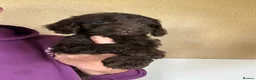 Cockapoo dogs for sale: F1 Cockapoo Pups Ready 20/6/26 - Advert 2